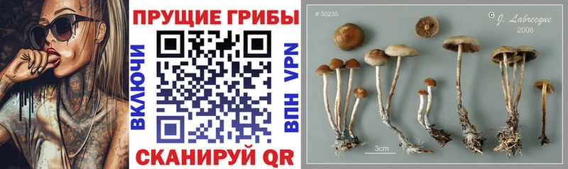 Купить закладки  Меленки  Галлюциногенные грибы Magic Shrooms 